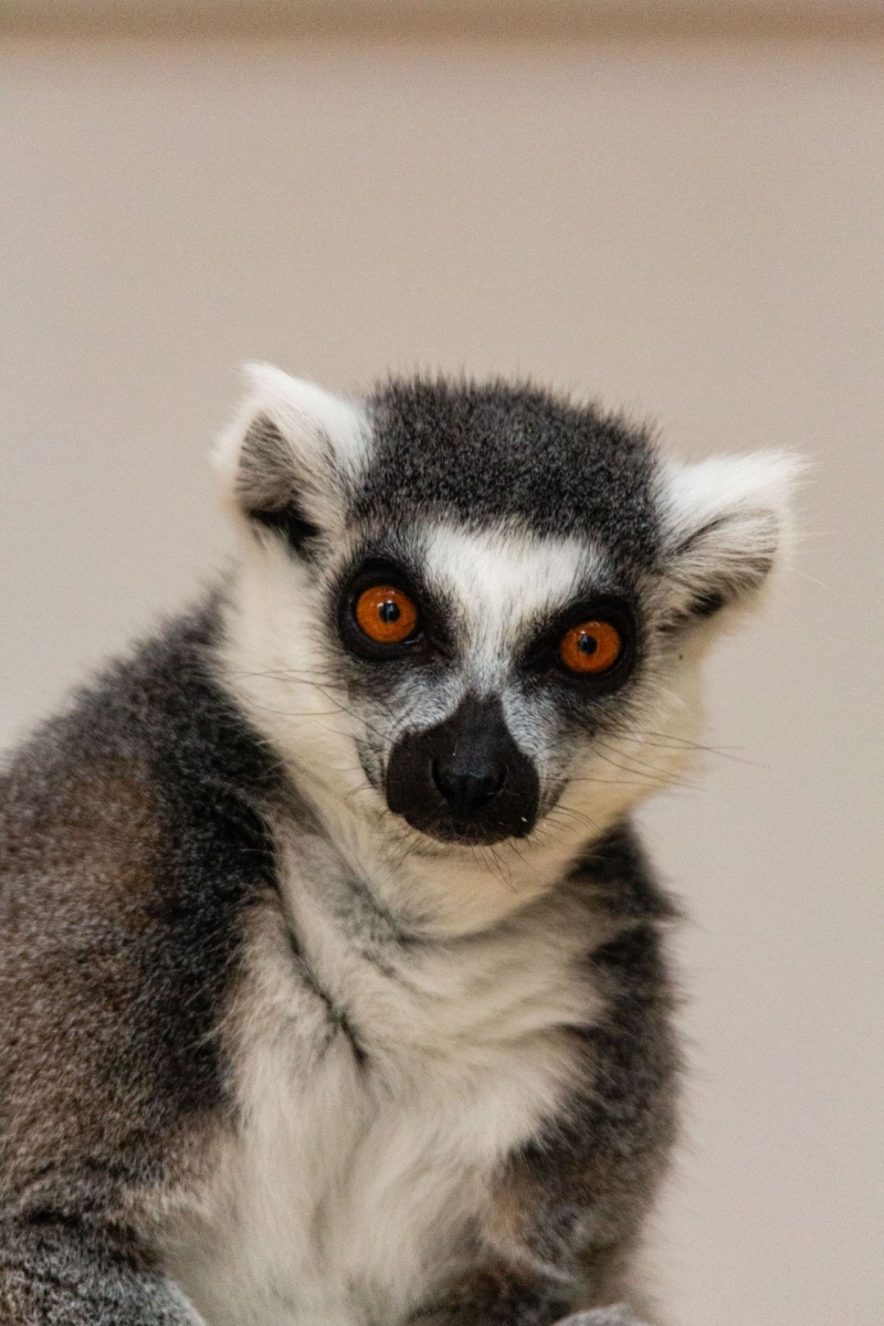 Lemur de cola anillada - De Zonnegloed - Dierenpark - Dieren opvangcentrum - Sanctuary